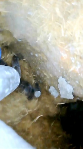 41K views · 824 reactions | Runpotec RC3 inspection camera in action #runpotec #runpotecrc3 @runpotec @mkl_cable_solutions @runningcables @pronetworkingromania @castor_as | Tools AddicTed RO | Facebook