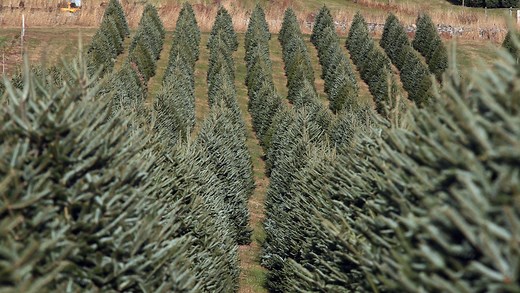 Cut your own Christmas tree at one of these 60  tree farms in New Jersey and New York