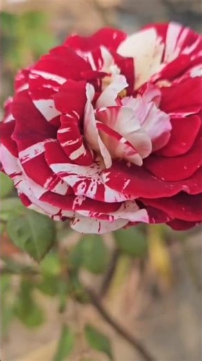 Beautiful 10 types of Roses 🌹 flowers in my home garden # #rosegardening #gardenblogger #flowertypes