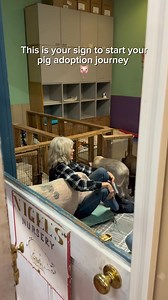 20K views · 930 reactions | Pig adoption is life-changing!  Are you...
