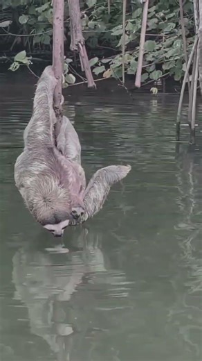 Paresseux en Amazonie Iquitos I Graine de Voyageur