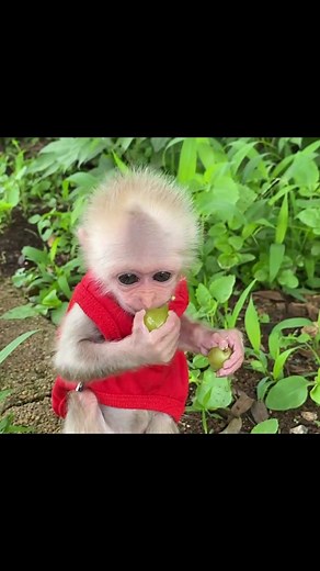 Adorable Baby Monkey Compilation - Funny and Cute Animal Videos