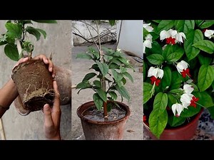 How to transplant Bleeding heart vine in a pot | gardening hacks