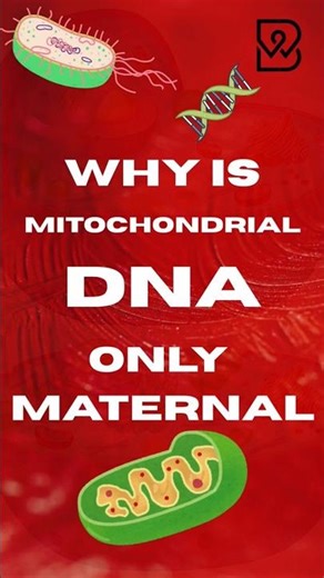 Mitochondrial DNA & Cytoplasmic Inheritance Explained #biology #neetbiology #dsssb #kvs