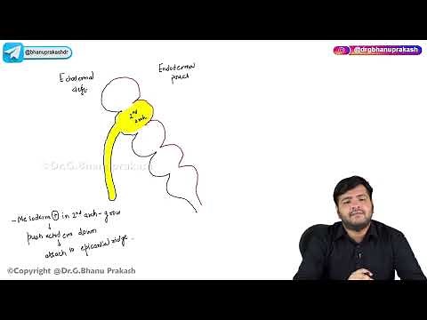 14. Pharyngeal Arches : Embryology