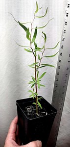 Weeping Corkscrew Willow Sapling in Nursery Pot. Live Rooted Salix Matsudana Tortuosa Tree. Contorted. Dragon's Claw. Rattlesnake. Curly. - Etsy