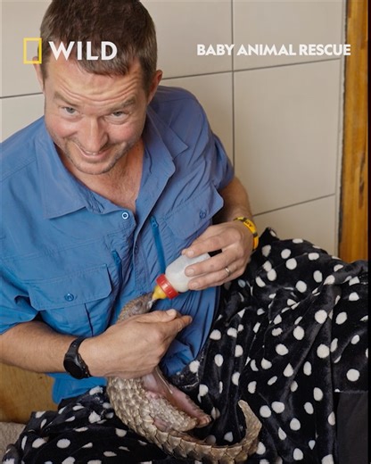 Conservationist Giles Clark travels to South Africa to work with dedicated teams rescuing and caring for wildlife orphans, like Archie the pangolin. At Umoya Khulula Wildlife Centre Giles helps Archie to learn essential skills for the wild. Watch Baby Animal Rescue on Sunday 19th January at 6pm, on National Geographic WILD UK. | National Geographic UK