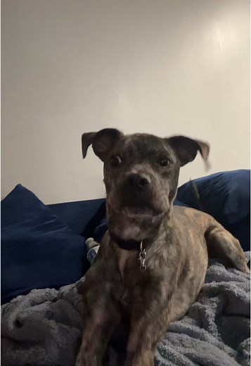 Talking Dog Videos: Hilarious Moments and Tips