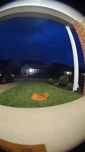 686 reactions · 34 shares | When lightning flashed and thunder roared, this cat literally jumped out of its fur! ⚡ #cat #catlovers #catsofin #kitty stagram #catsoftiktok #catoftheday #catlife #cats #OrangeCat #lightning #thunder #thunderstorm #foryo #kittensofinstagram #catsofinstagram #CatDad #animal #kittylove #catfeatures #catlovers #love #cat uシ #fypviralシ #fy #chicago #usa | Asma's Cats | Facebook