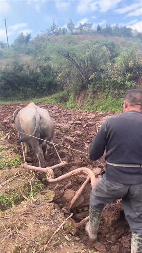 Traditional Agriculture: Plowing Muddy Fields with a Water Buffalo