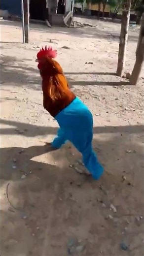 Funny chicken walking around in pants😂 #funny #chicken