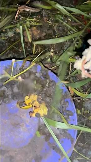 olah kotoran kambing jadi pupuk #diy #kreatif #viral #art #craft