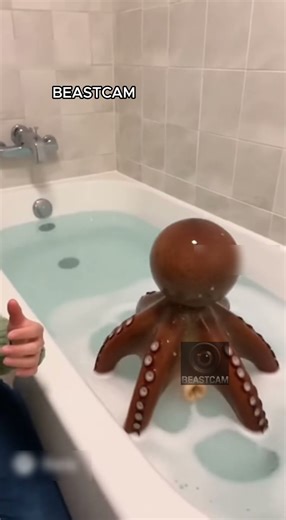 🐙 Octopus Reawakens After Being Returned to Water!