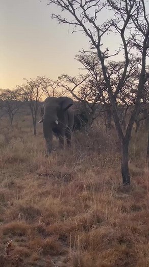 An elephant charged a safari jeep before crushing a tree effortlessly. #elephant #musth #safari #wildlifephotography #southafrica