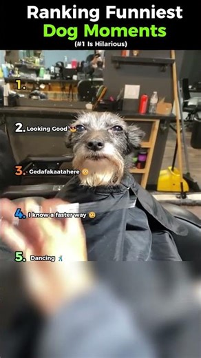 Top 5 Funniest Dog Moments 😂 | Try Not To Laugh