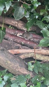 45K views · 5.4K reactions | 5 little mice sat in a circle on the log pile having sunflower hearts for supper on this warm Tuesday evening | The Mouse family that live by the brambles | Facebook