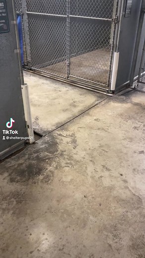 64K views · 245 reactions | Adoption special walk through! Adoption fees are $15!! (7 months and older) All dogs shown in this video qualify for the special. Visit: www.fairfieldcountydogs.com to submit your application. | Fairfield County Dog Adoption Center & Shelter | Facebook