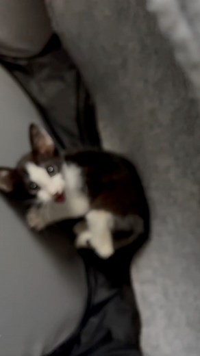 4.2K views · 43 reactions | Saviez-vous que les chats peuvent aussi...