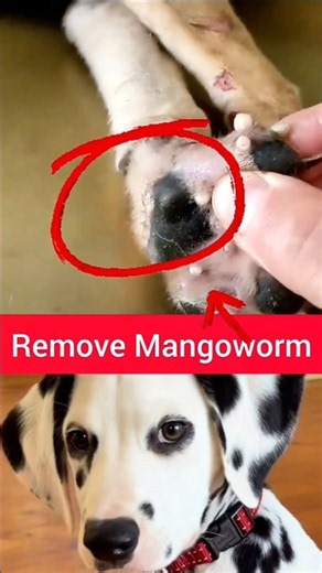 Dog Mango Worm Removal 😱🐶 #DogCare #VetCare