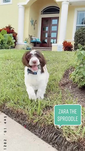 Introducing ZARA: Our Adorable 9-Week-Old Springer Doodle