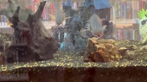 Very interesting things are happening in our 540 gallon freshwater tropical aquarium. These Geophagus cichlids, which are native to Central and South America, have given birth to dozens of babies. But how can they protect their young from other species in the tank? If you watch the 41 second video below, you will see their ingenious solution, which is called “mouth brooding.” When no threats are present, the small fry swim free. But if another species gets too close, the adults vacuum their chil