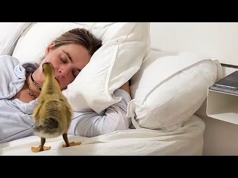 Meet Chip: The Tiny Duckling Who Hatched in My Hand and And it became best friends with my dog