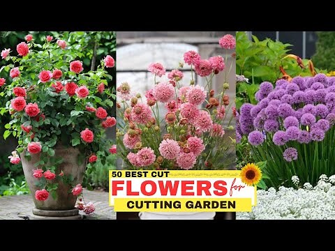 50 Best Cut Flowers for Cutting Garden