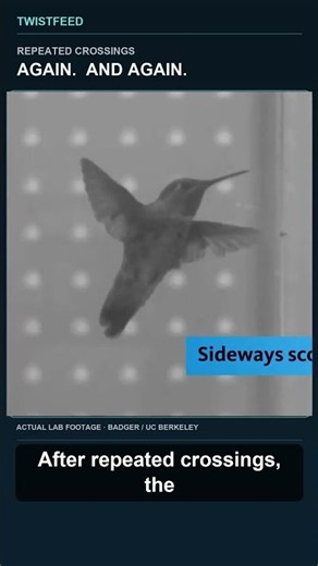 How a Hummingbird Fits Through a Gap Half Its Wingspan