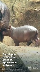 It doesn't get much cuter than Fritz, the two-week-old hippo, who ventured into the outdoor habitat for the first time with mom Bibi. https://abcn.ws/3ppKAqS | ABC News