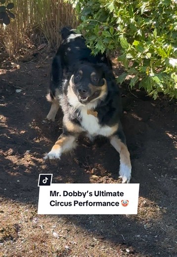 Mr. Dobby doing the circus show *** holes were filled before we left 👍 #zoomies #crazydog #clown #australianshepherd