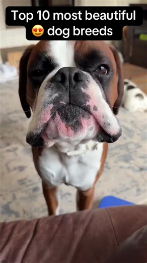 Top 10 Most Beautiful Dog Breeds in the World 😍🐶