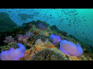 Thailand, Similan Islands diving MV Camic liveaboard 2021