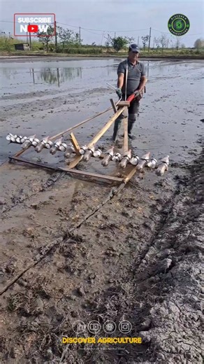 Discover a simple and sustainable way to sow your seeds at home with this DIY seed sowing tool made from recycled plastic bottles! Reduce waste and give new life to old materials by creating your own gardening essentials. Get creative and make a positive impact on the environment while embracing your green thumb. 🌿🌱 #DIYgardening #sustainability #reducewaste #seedsower #seedsowing #tool #diy #seedsowing #agricylture #farmingtools #farming | Discover Agriculture
