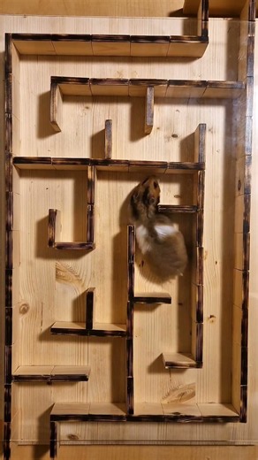 🐹 HAMSTER MAZE CHALLENGE #hamster #maze #cute #animals #challenge