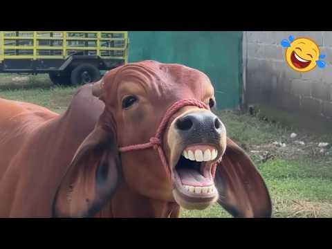 Best Of 2026 Animals Moments 🤣 Funniest Animals Videos Ever!