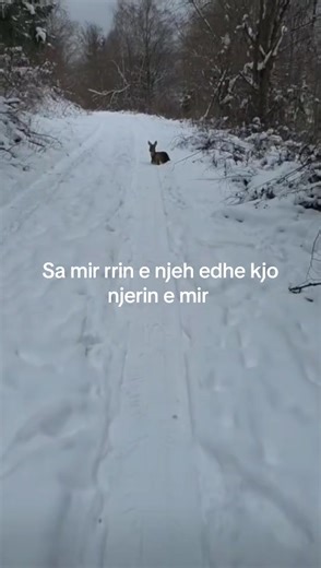 Alpet e shales (@alpeteshales)’s videos with original sound - Erza.Loshi