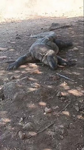 Observing Komodo Dragon, Komodo Island, INTRO Travel from James 🐉