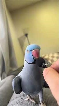 Funniest Birds You’ll Ever See 🐦 | Ultimate Bird Compilation