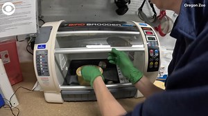 PENGUIN CHICK: A Humboldt penguin hatched at the Oregon Zoo recently. | KION News Channel 46