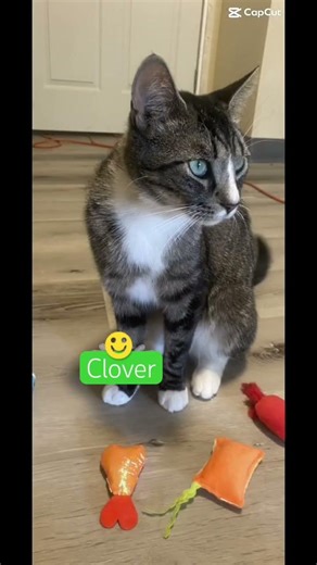 No my cat did not get hit by the car rest in comments ￼