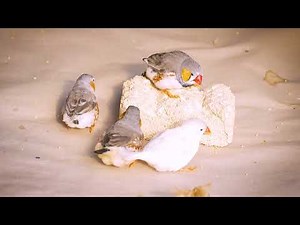Zebra Finch Singing in Aviary | Calming Bird Sounds Relax Video