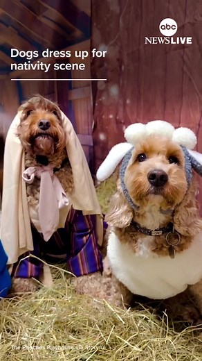 Pups Celebrate Christmas at Doggy Daycare