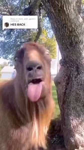 The sounds he makes are so funny!  藍 Stupid is funny #goat #goats #faintinggoats #laughinggoat #laugh #laugh #funny #funnyanimals #funnyfarm #funnyfarmanimals #farm #farmlife #farmanimals #farmanimal #goatsofinstagram #goats #funnyvideos #funnymemes #funnyshit #funnyreels #impersonation #impersonator #viral #viralreels #viralvideos #trending #trendingreels #foryou #fyp #stupidisfunny | Stupid is funny | Facebook