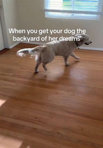 Creating the Perfect Backyard for Your Dog