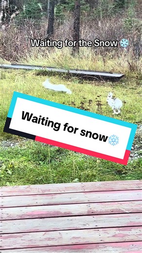 Waiting for the snow❄️ #alaskalife🇺🇸 #907life #90749th #alaskahare
