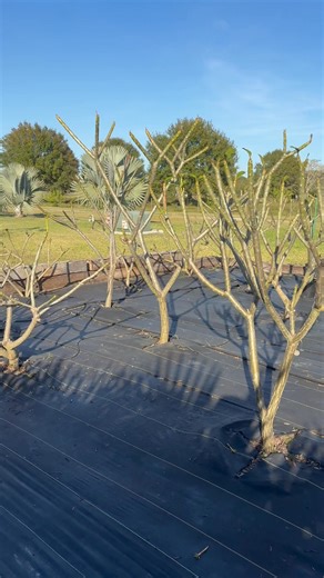 Plumeria in dormancy at Purple Hoo Farm #dormancy #plumeria #frangipani | Purple Hoo Farm