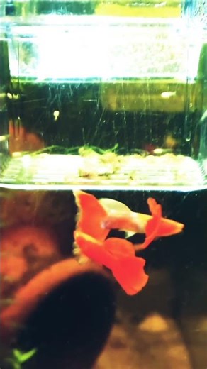 Super Guppies :-) #fishkeepinghobby #fishtank #aquarium #guppy