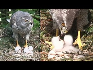 Goshawk Nesting | オオタカの巣