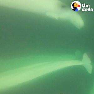 This guy had no idea when he started singing that whales would rush up to his boat — so he wondered what would happen if he dove down and really gave them a show 🎶🐳 | The Dodo