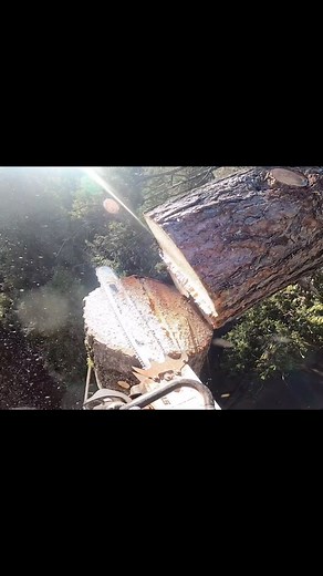Piper Bates on Instagram: "Throwing a 60ft top, 120ft up on a dead Ponderosa pine. Nice to finally have some good footage climbing!🙌🌲 • • • • #climbing #timber #lumberjill #lumberjack #climbingtrees #stihl #womenintrades"